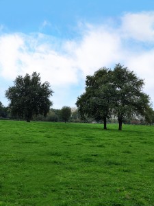 IMG_20251013_094247